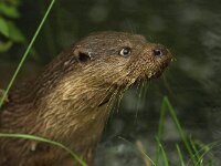 Lutra lutra 111, Otter, Saxifraga-Mark Zekhuis
