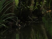 Lutra lutra 112, Otter, Saxifraga-Mark Zekhuis