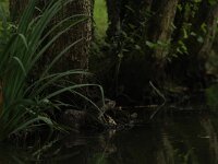 Lutra lutra 113, Otter, Saxifraga-Mark Zekhuis