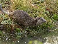Lutra lutra 115, Otter, Saxifraga-Mark Zekhuis