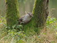 Lutra lutra 116, Otter, Saxifraga-Mark Zekhuis
