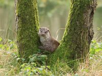 Lutra lutra 117, Otter, Saxifraga-Mark Zekhuis