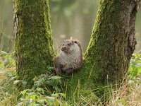 Lutra lutra 118, Otter, Saxifraga-Mark Zekhuis