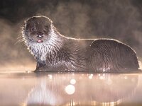 European Otter in shallow water at night  European Otter (Lutra lutra) in shallow water at night in Kiskunsagi National Park, Pusztaszer, Hungary. February. The Eurasian otter has a diet mainly of fish, and is strongly territorial. : Eurasian, Kiskunsag, Kiskunsagi, Pusztaszer, animal, asia, austria, britain, carnivores, close, closeup, cute, czech, dark, darkness, europe, european, eye, face, fauna, fishing, france, freshwater, germany, great, hungary, italy, lutra, mammal, national, nature, night, otter, outdoor, park, portrait, predator, republic, river, shallow, slovakia, spain, water, wet, wild, wildlife