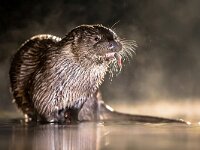European Otter in shallow water at night  European Otter (Lutra lutra) in shallow water at night in Kiskunsagi National Park, Pusztaszer, Hungary. February. The Eurasian otter has a diet mainly of fish, and is strongly territorial. : Eurasian, Kiskunsag, Kiskunsagi, Pusztaszer, animal, asia, austria, britain, carnivores, close, closeup, cute, czech, dark, darkness, europe, european, eye, face, fauna, fishing, france, freshwater, germany, great, hungary, italy, lutra, mammal, national, nature, night, otter, outdoor, park, portrait, predator, republic, river, shallow, slovakia, spain, water, wet, wild, wildlife
