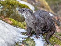 European Otter on bank of river  European Otter (Lutra lutra) on snow covered river bank in winter : Eurasian, Netherlands, active, animal, aquatic, background, beautiful, brown, carnivore, close, closeup, cold, cute, detail, endangered, environment, europe, european, eye, face, fauna, february, fish, france, fur, germany, head, ice, lake, life, lutra, mammal, natural, nature, otter, outdoor, playful, playing, poland, portrait, predator, river, snow, water, wet, whiskers, white, wild, wildlife, winter