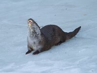 Lutra lutra 17, Otter, Saxifraga-Jan Nijendijk