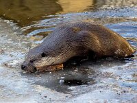 Lutra lutra 2, Otter, Saxifraga-Bart Vastenhouw
