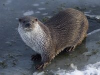 Lutra lutra 21, Otter, Saxifraga-Mark Zekhuis