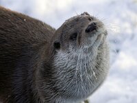 Lutra lutra 22, Otter, Saxifraga-Mark Zekhuis