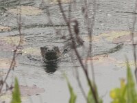 Lutra lutra 49, Otter, Saxifraga-Mark Zekhuis