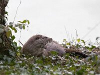 Lutra lutra 67, Otter, Saxifraga-Mark Zekhuis