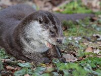 Lutra lutra 71, Otter, Saxifraga-Mark Zekhuis