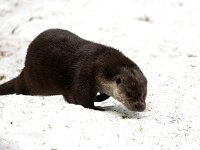Lutra lutra 79, Otter, Saxifraga-Bart Vastenhouw