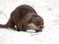 Lutra lutra 80, Otter, Saxifraga-Bart Vastenhouw