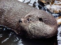 Lutra lutra 83, Otter, Saxifraga-Bart Vastenhouw