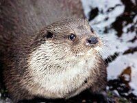 Lutra lutra 86, Otter, Saxifraga-Bart Vastenhouw