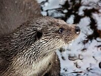 Lutra lutra 87, Otter, Saxifraga-Bart Vastenhouw