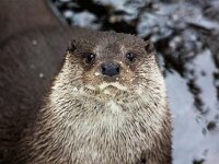 Lutra lutra 88, Otter, Saxifraga-Bart Vastenhouw