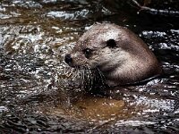 Lutra lutra 89, Otter, Saxifraga-Bart Vastenhouw