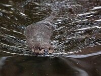 Lutra lutra 91, Otter, Saxifraga-Bart Vastenhouw