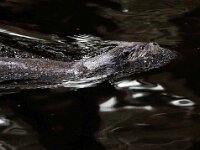 Lutra lutra 92, Otter, Saxifraga-Bart Vastenhouw