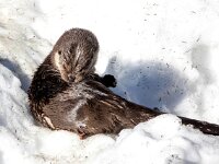 Lutra lutra 93, Otter, Saxifraga-Bart Vastenhouw