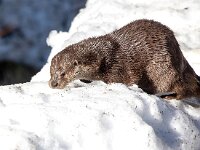 Lutra lutra 95, Otter, Saxifraga-Bart Vastenhouw