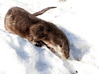 Lutra lutra 97, Otter, Saxifraga-Bart Vastenhouw