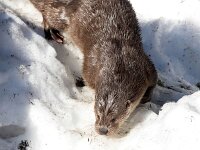 Lutra lutra 98, Otter, Saxifraga-Bart Vastenhouw