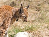 Lynx lynx 12, Lynx, Saxifraga-Martin Mollet