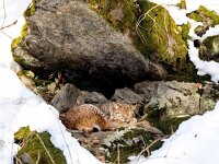 Lynx lynx 76, Lynx, Saxifraga-Bart Vastenhouw