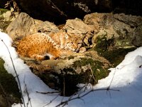 Lynx lynx 82, Lynx, Saxifraga-Bart Vastenhouw