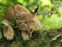 Lynx lynx 86, Lynx, Saxifraga-Mark Zekhuis