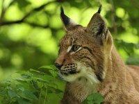 Lynx lynx 87, Lynx, Saxifraga-Mark Zekhuis