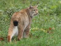 Lynx lynx 89, Lynx, Saxifraga-Mark Zekhuis