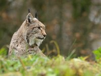 Lynx lynx 90, Lynx, Saxifraga-Mark Zekhuis