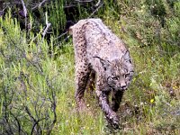 Lynx pardinus 14, Pardellynx, Saxifraga-Bart Vastenhouw