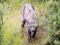 Lynx pardinus 17, Pardellynx, Saxifraga-Bart Vastenhouw