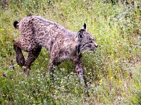 Lynx pardinus 19, Pardellynx, Saxifraga-Bart Vastenhouw