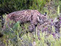 Lynx pardinus 21, Pardellynx, Saxifraga-Bart Vastenhouw