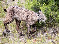 Lynx pardinus 24, Pardellynx, Saxifraga-Bart Vastenhouw