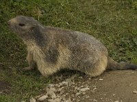 Marmota marmota 54, Saxifraga-Willem van Kruijsbergen