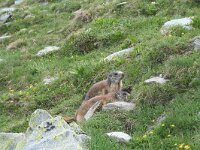 Marmota marmota 62, Saxifraga-Jeroen Willemsen
