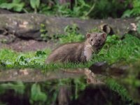 Martes foina 10, Steenmarter, adult, Vledder, Saxifraga-Theo Verstrael