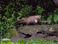 Martes foina 11, Steenmarter, adult, Vledder, Saxifraga-Theo Verstrael