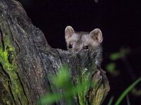 Martes foina 12, Steenmarter, adult, Vledder, Saxifraga-Theo Verstrael