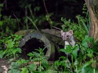 Martes foina 13, Steenmarter, adult, Vledder, Saxifraga-Theo Verstrael