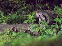 Martes foina 14, Steenmarter, adult, Vledder, Saxifraga-Theo Verstrael