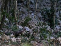 Martes foina 16, Steenmarter-Saxifraga-Luc Hoogenstein : Frankrijk, Pyreneeen